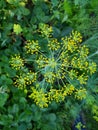Dill with yellow inflorescences in the garden