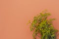 Dill yellow inflorescences with seeds on pink background