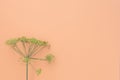 Dill yellow inflorescences with seeds on pink background