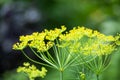 Dill yellow inflorescences with seeds. Selective focus.