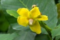 Dillenia flower in yellow Dillenia ovata Wall. ex Hook.f. & Tho Royalty Free Stock Photo