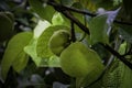 Dillenia indica, commonly known as elephant apple, is a species of Dillenia native to China and tropical Asia Royalty Free Stock Photo