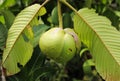 Dillenia indica fruit one the tree. Elephant apple fruit Royalty Free Stock Photo