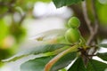 The buds of Dillenia turbinata Finet & Gagnep. Royalty Free Stock Photo