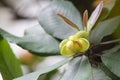 The flowers and buds of Dillenia turbinata Finet & Gagnep. Royalty Free Stock Photo