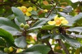 The flowers and buds of Dillenia turbinata Finet & Gagnep. Royalty Free Stock Photo