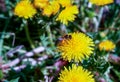 Dilligent honeybee collecting the pollen at early spring Royalty Free Stock Photo