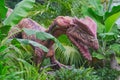 Dilophosaurus dinosaur from the early Jurassic period. United States