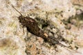 Dilta hibernica bristletail, a primitive insect Royalty Free Stock Photo