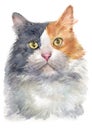 Water colour painting of Dilute calico Cat 050 Royalty Free Stock Photo