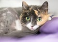 A Dilute Calico cat curled up on a blanket