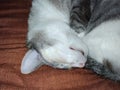 Dilute calico cat curled up and sleeping Royalty Free Stock Photo