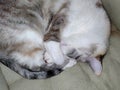 Dilute calico cat curled up and sleeping Royalty Free Stock Photo