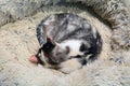 Calico cat sleeping in cat bed Royalty Free Stock Photo