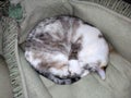 Dilute calico cat in dog bed Royalty Free Stock Photo