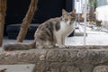 Dilute Calico Cat on a Stone Wall Royalty Free Stock Photo