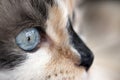 Dilute calico closeup Royalty Free Stock Photo