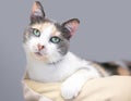 A Dilute Calico domestic shorthair cat with a curious expression relaxing in a cat bed