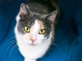 A Dilute Calico domestic shorthair cat with yellow eyes