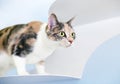 A Dilute Calico domestic shorthaired cat standing on a wall-mounted cat perch