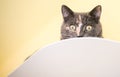 A Dilute Calico shorthair cat peeking over a ledge