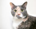 A dilute calico shorthair cat with wide eyes and dilated pupils