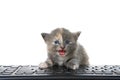 Diluted tortie kitten at computer keyboard isolated Royalty Free Stock Photo