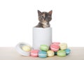 Diluted tortie kitten in a cookie jar Royalty Free Stock Photo