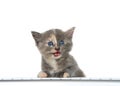 Diluted tortie kitten mouth open at compute keyboard isolated Royalty Free Stock Photo