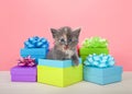 Diluted tortie kitten popping out of birthday present boxes Royalty Free Stock Photo