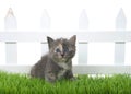 Diluted tortie kitten sitting in green grass in front of white picket fence isolated Royalty Free Stock Photo