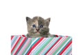 Diluted tortie kitten sitting in present box isolated Royalty Free Stock Photo