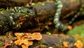 Tropical Pit Viper on a Fungus-Covered Log Royalty Free Stock Photo