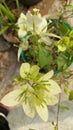 Dimapur white colour home Bougainvillea plant