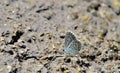 Dimed-size Melissa Blue butterfly closeup