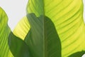 Dimensions of giant crystal anthuriu leaves isolated on a white background - Image