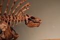 Dimetrodon Royalty Free Stock Photo