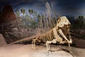 Dimetrodon Skeleton Exhibit