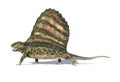 Dimetrodon dinosaur. Viewed from aside. At white background. Royalty Free Stock Photo