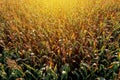 Diminishing perspective aerial view of green corn field in summer sunset