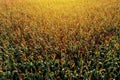 Diminishing perspective aerial view of green corn field in summer sunset