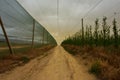 Diminishing perspective of a fruit net protecting an orchard Royalty Free Stock Photo