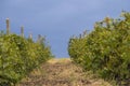 Diminishing perspective of green wineyard rows Moldova