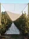 A diminishing perspective underneath a hail protection net and soil cover Royalty Free Stock Photo