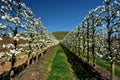 Diminishing perspective of white ruby star plum blossoms