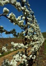 Diminishing perspective of white ruby star plum blossoms