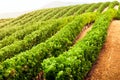 Diminishing rows of Vineyard Field in Southern France Royalty Free Stock Photo