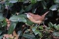 Diminutive brown-hued wren perched on a lushly-foliaged tree branch