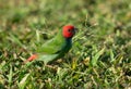The diminutive colourful parrot-finch feeding