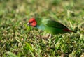 The diminutive colourful parrot-finch feeding